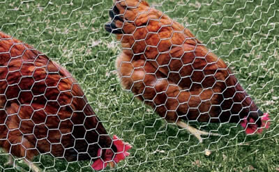 12''x150' 2'' galvanized hexagonal poultry netting chicken wire mesh