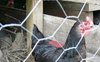 12''x150' 2'' galvanized hexagonal poultry netting chicken wire mesh